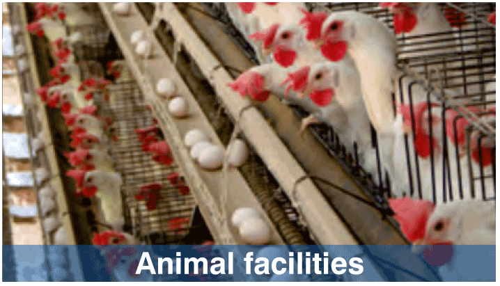 Animal Facilities Animal Facilities