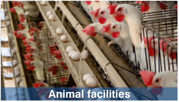 Animal Facilities